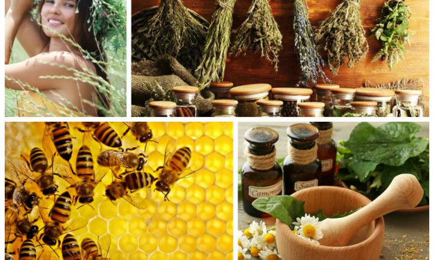 connaissance des plantes 12 et 13 novembre